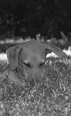 Dog tired after a long walk