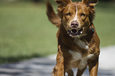 dog photography portrait 1 