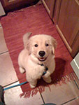 dog photography portrait 1 