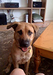 dog photography portrait 1 