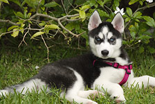 dog photography portrait 1 
