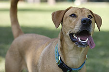 dog photography portrait 1 