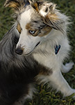 dog photography portrait 1 