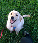 dog photography portrait 1 