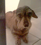 dog photography portrait 1 