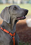 dog photography portrait 1 