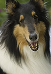 dog photography portrait 1 