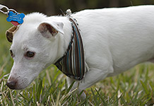 dog photography portrait 2