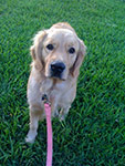 dog photography portrait 1 