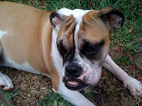 dog photography portrait 1 
