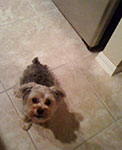 dog photography portrait 1 