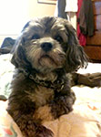 dog photography portrait 1 