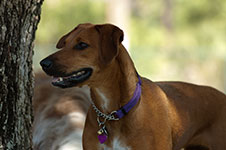dog photography portrait 4
