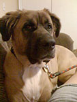 dog photography portrait 1 