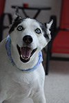 dog photography portrait 1 
