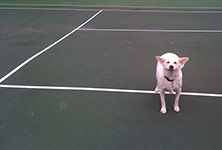 dog photography portrait 1 