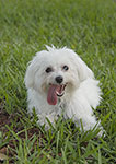 dog photography portrait 1 