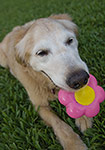 dog photography portrait 1 