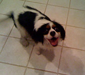 dog photography portrait 1 