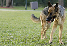dog photography portrait 4