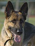 dog photography portrait 1 