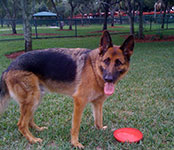 dog photography portrait 1 