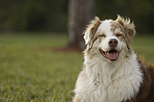 dog photography portrait 4