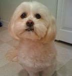 dog photography portrait 1 