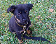 dog photography portrait 1 